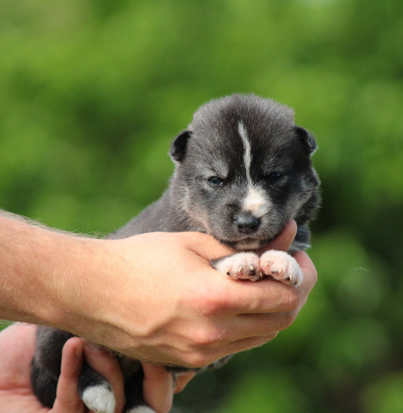 Of Masadora - Chiots disponibles - Siberian Husky