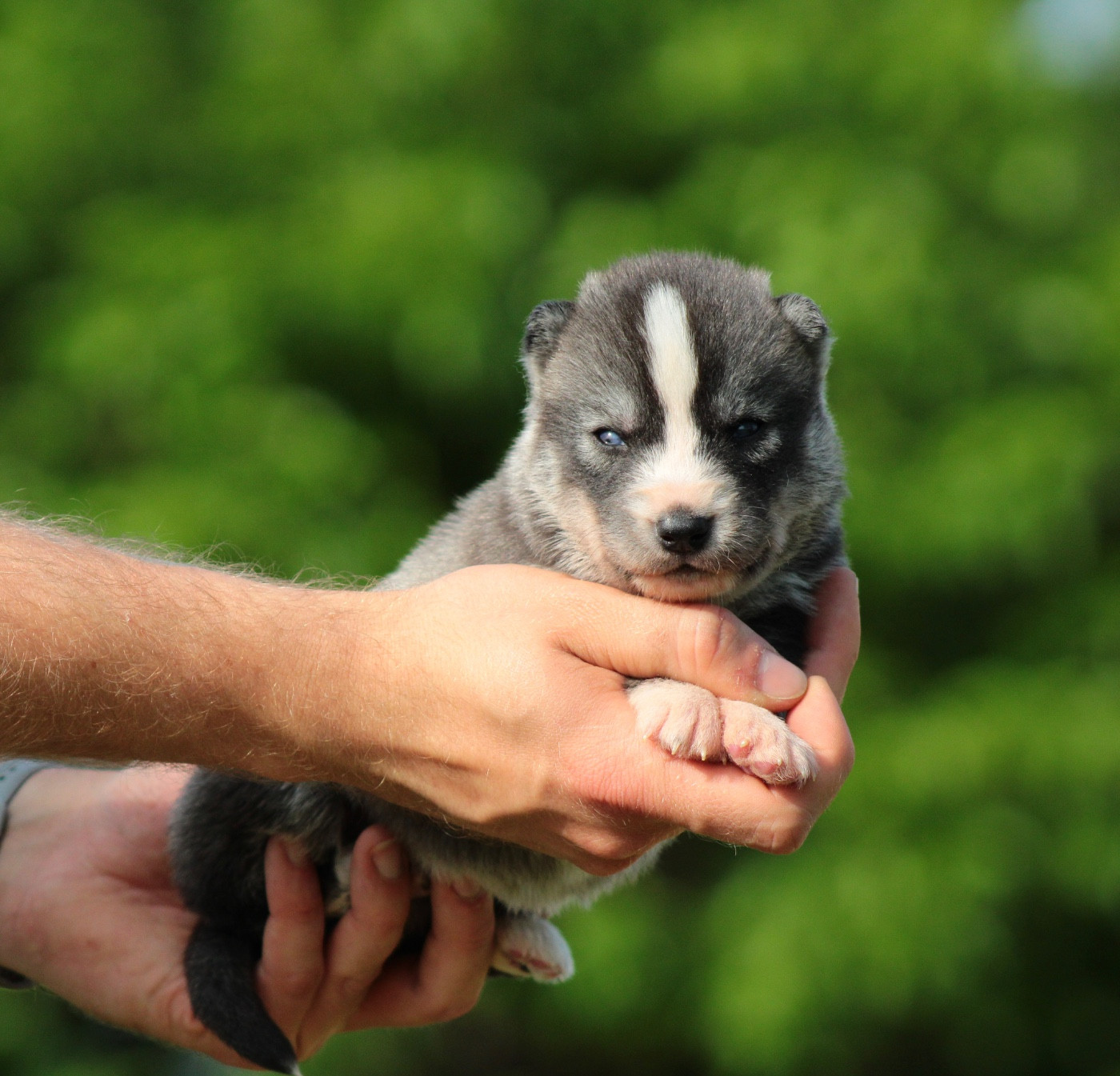 Of Masadora - Chiots disponibles - Siberian Husky