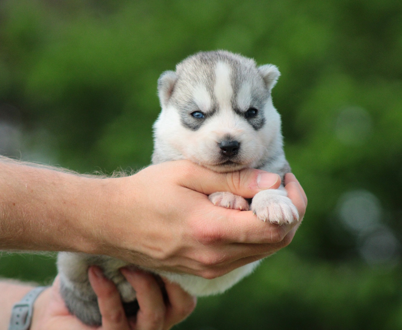 Of Masadora - Chiots disponibles - Siberian Husky