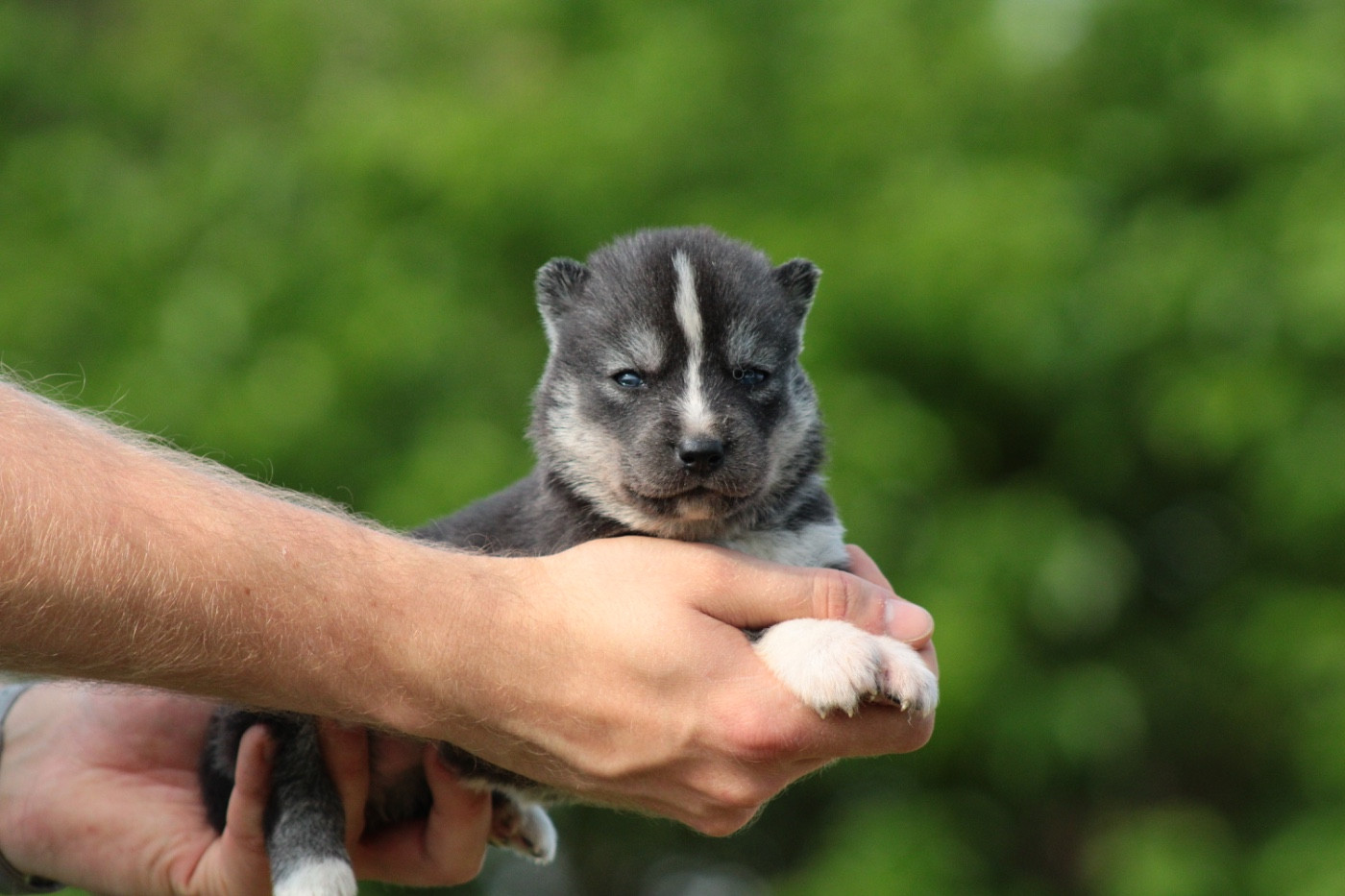 Of Masadora - Chiots disponibles - Siberian Husky
