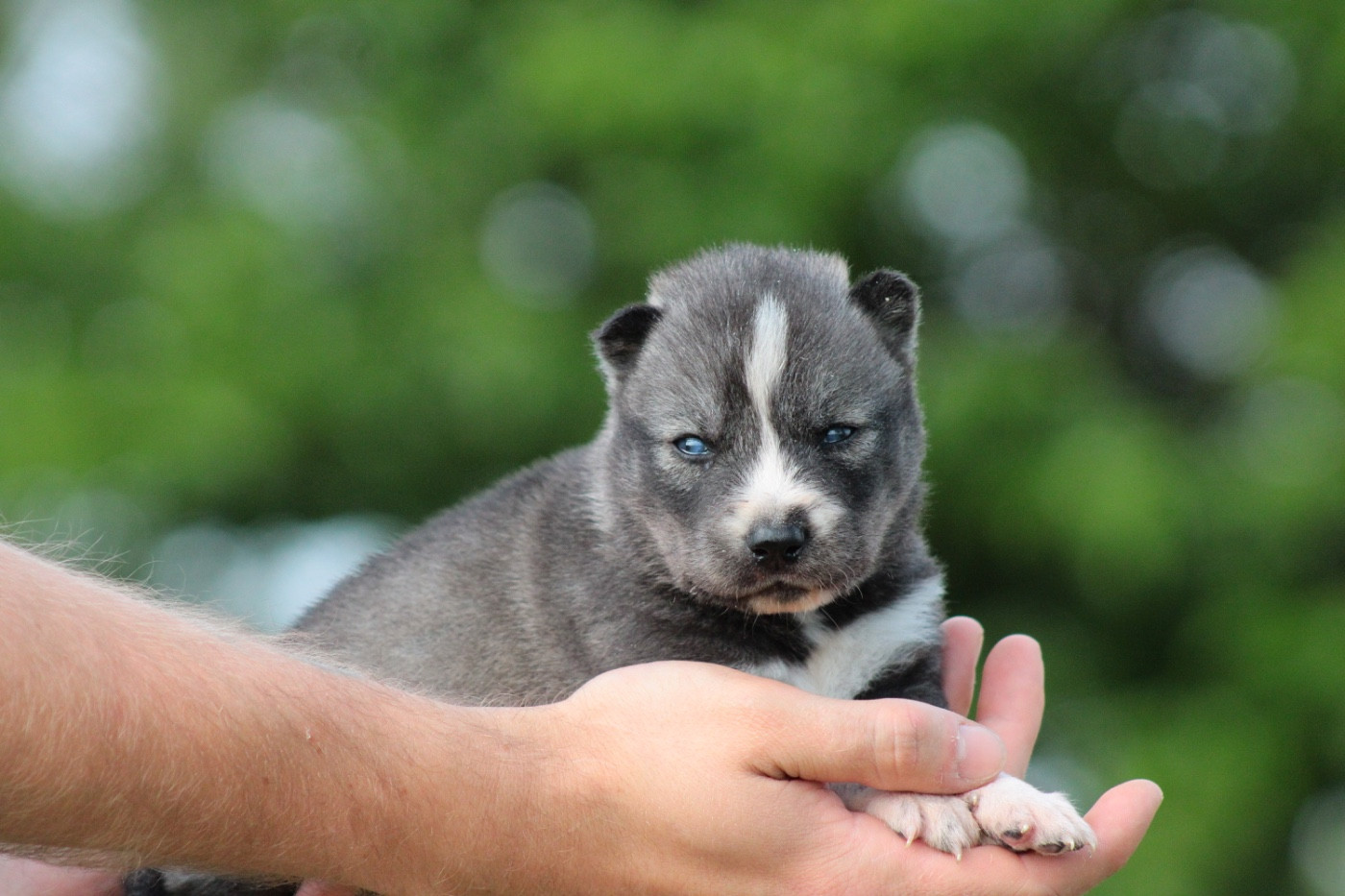 Of Masadora - Chiots disponibles - Siberian Husky