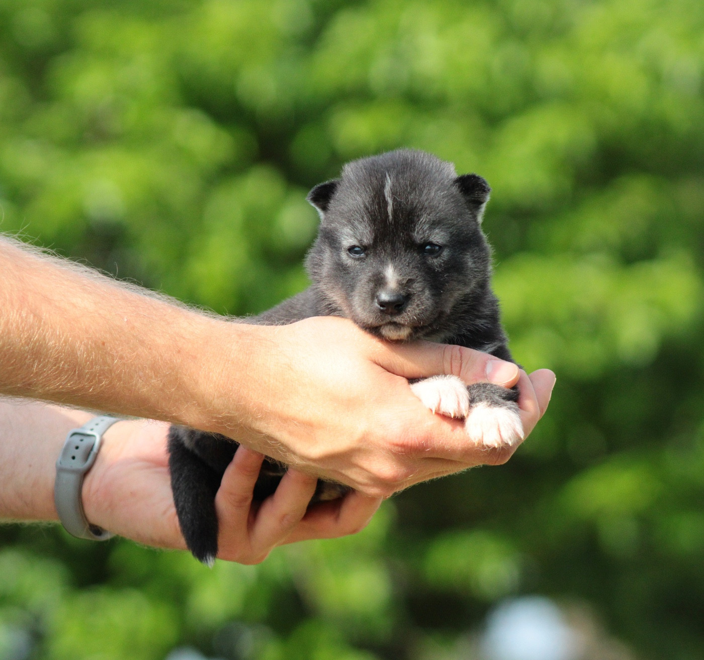 Of Masadora - Chiots disponibles - Siberian Husky