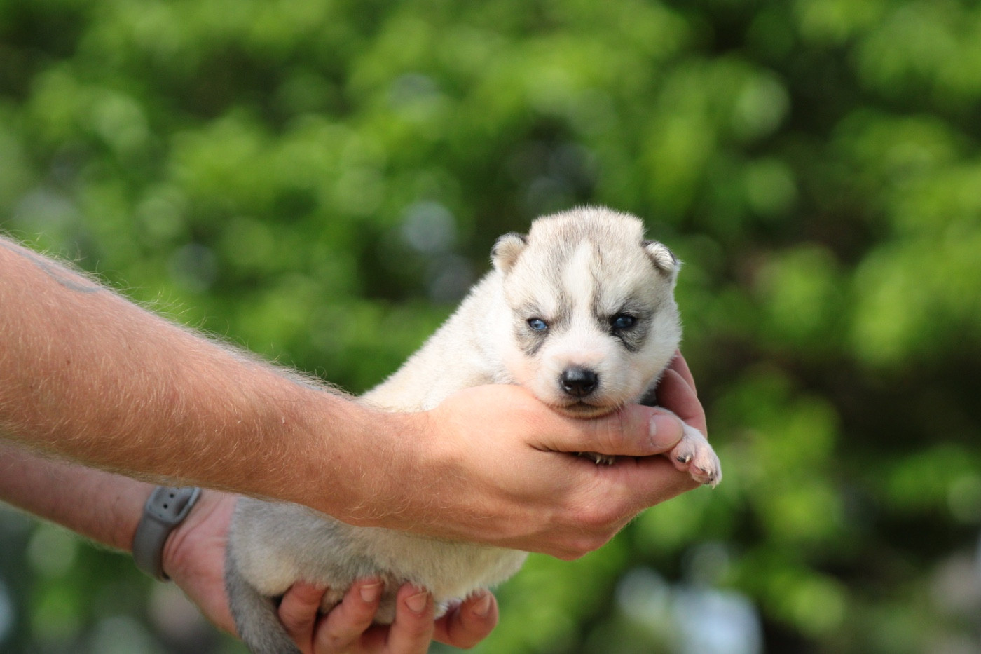 Of Masadora - Chiots disponibles - Siberian Husky