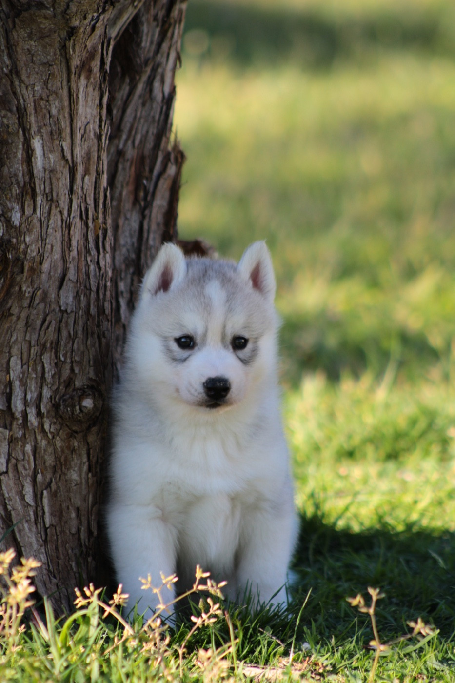 Of Masadora - Chiots disponibles - Siberian Husky