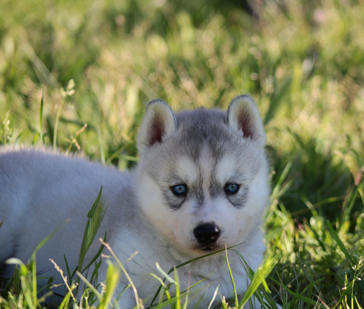 Of Masadora - Chiots disponibles - Siberian Husky