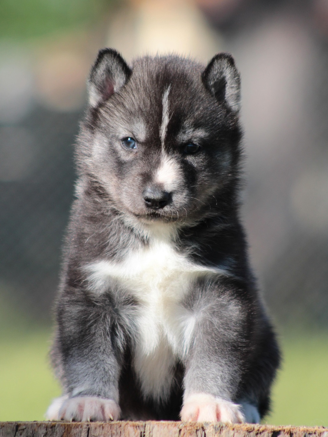 Of Masadora - Chiots disponibles - Siberian Husky