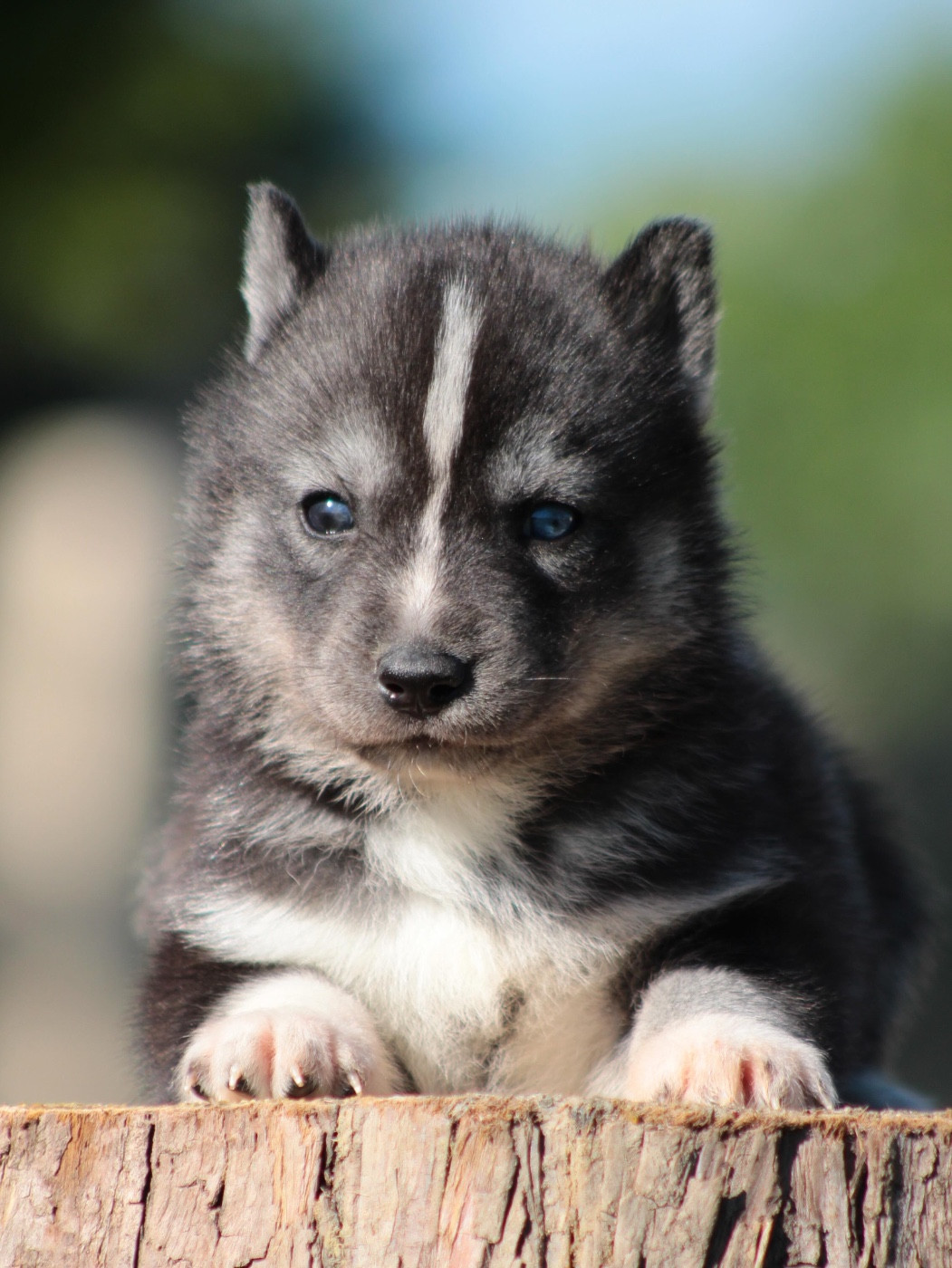 Of Masadora - Chiots disponibles - Siberian Husky