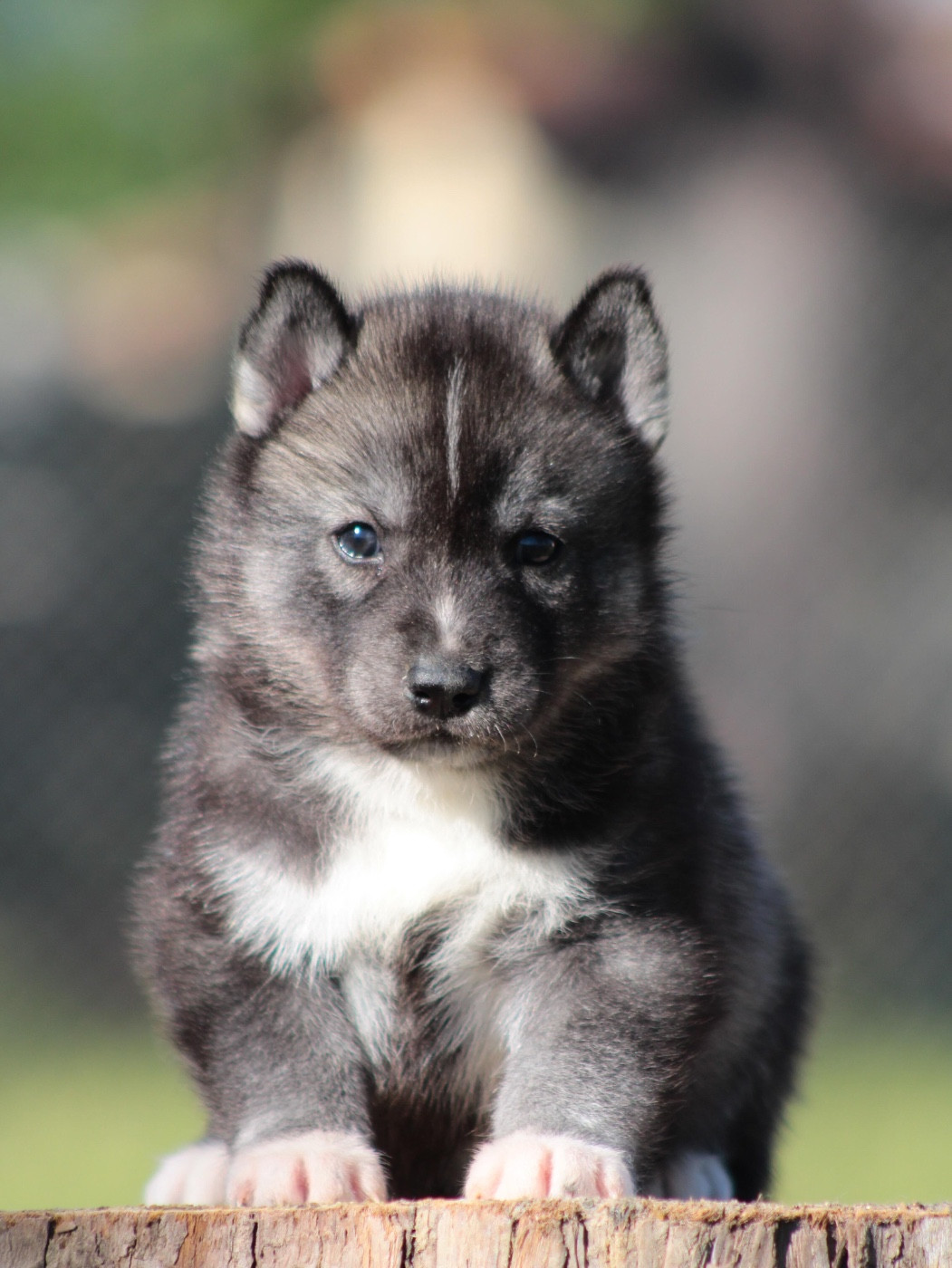 Of Masadora - Chiots disponibles - Siberian Husky