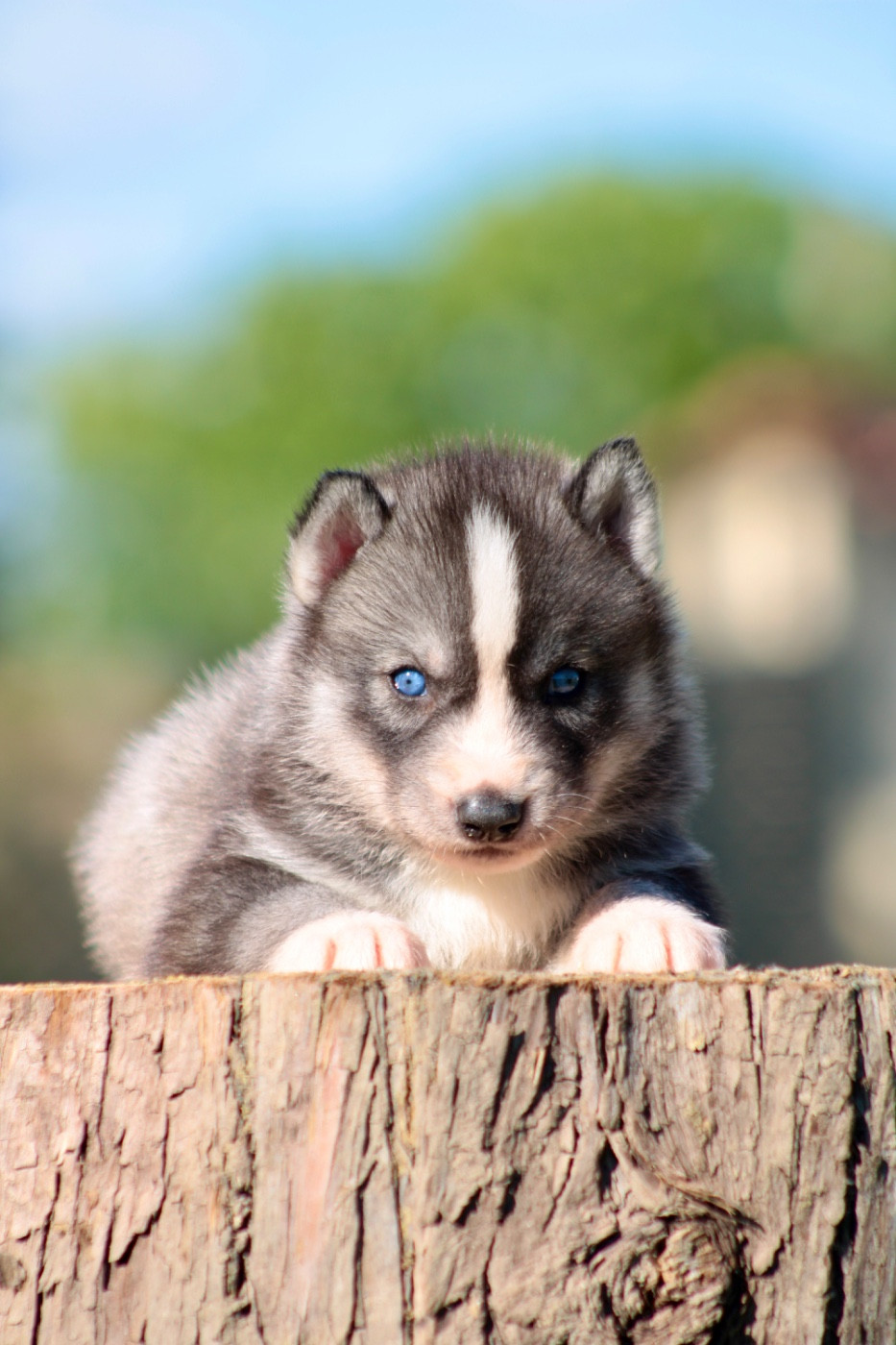 Of Masadora - Chiots disponibles - Siberian Husky