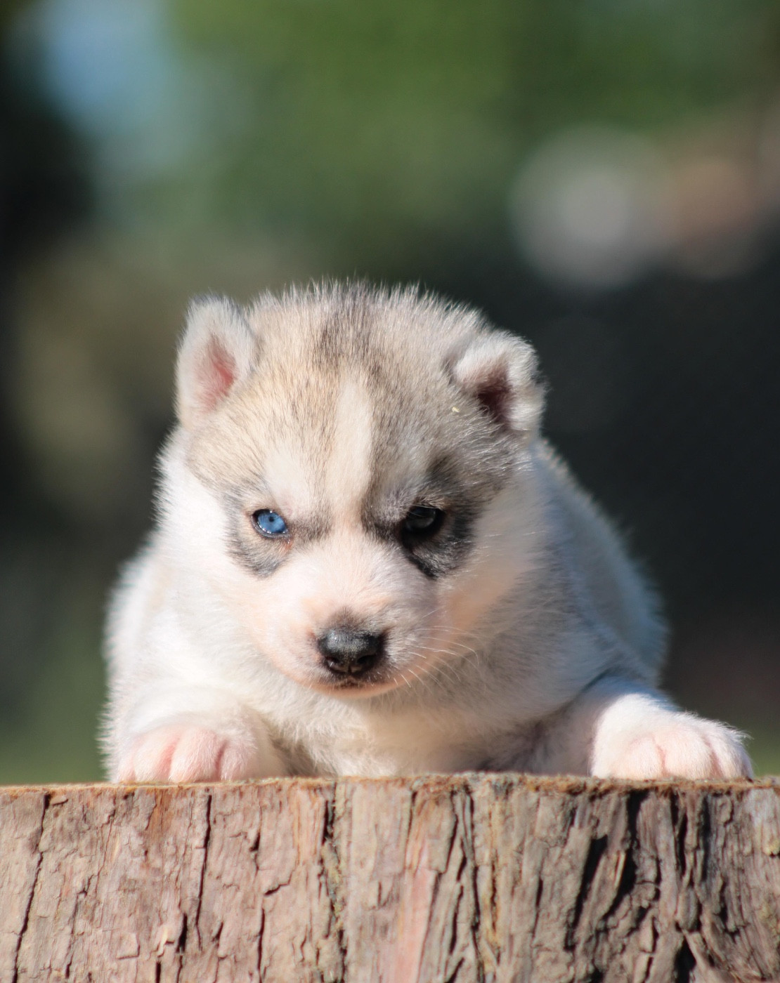 Of Masadora - Chiots disponibles - Siberian Husky
