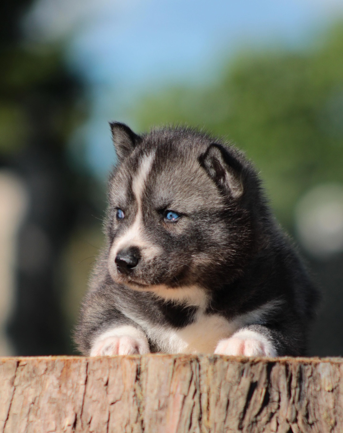 Of Masadora - Chiots disponibles - Siberian Husky