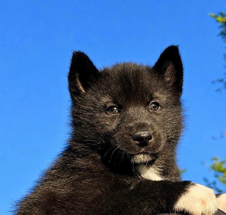 Of Masadora - Chiots disponibles - Siberian Husky