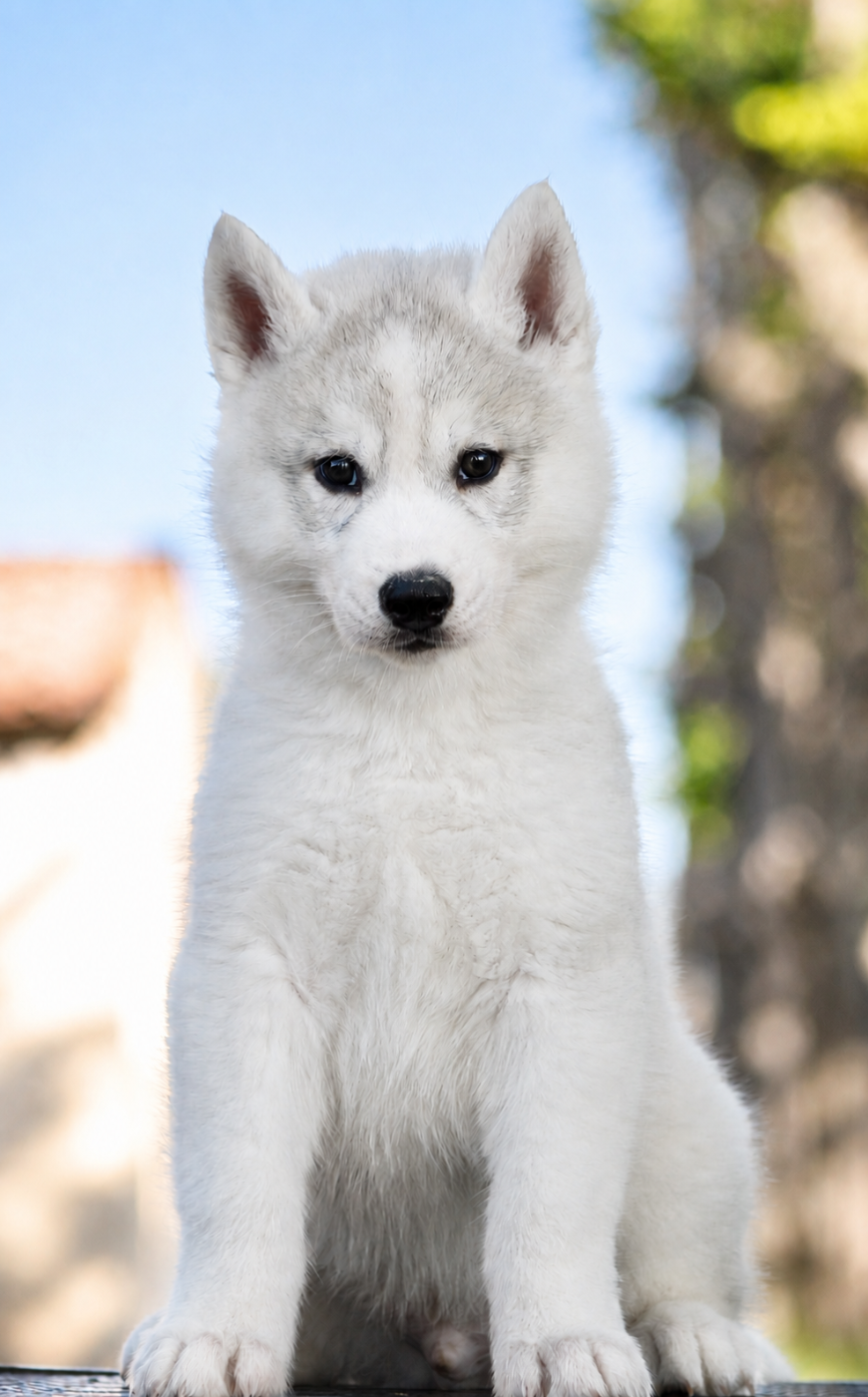 Of Masadora - Chiots disponibles - Siberian Husky