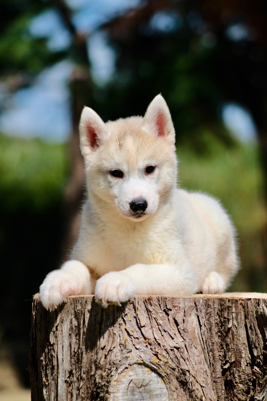 Of Masadora - Chiots disponibles - Siberian Husky