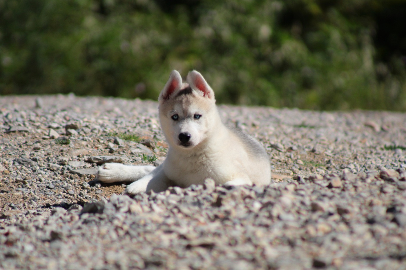 Of Masadora - Chiots disponibles - Siberian Husky