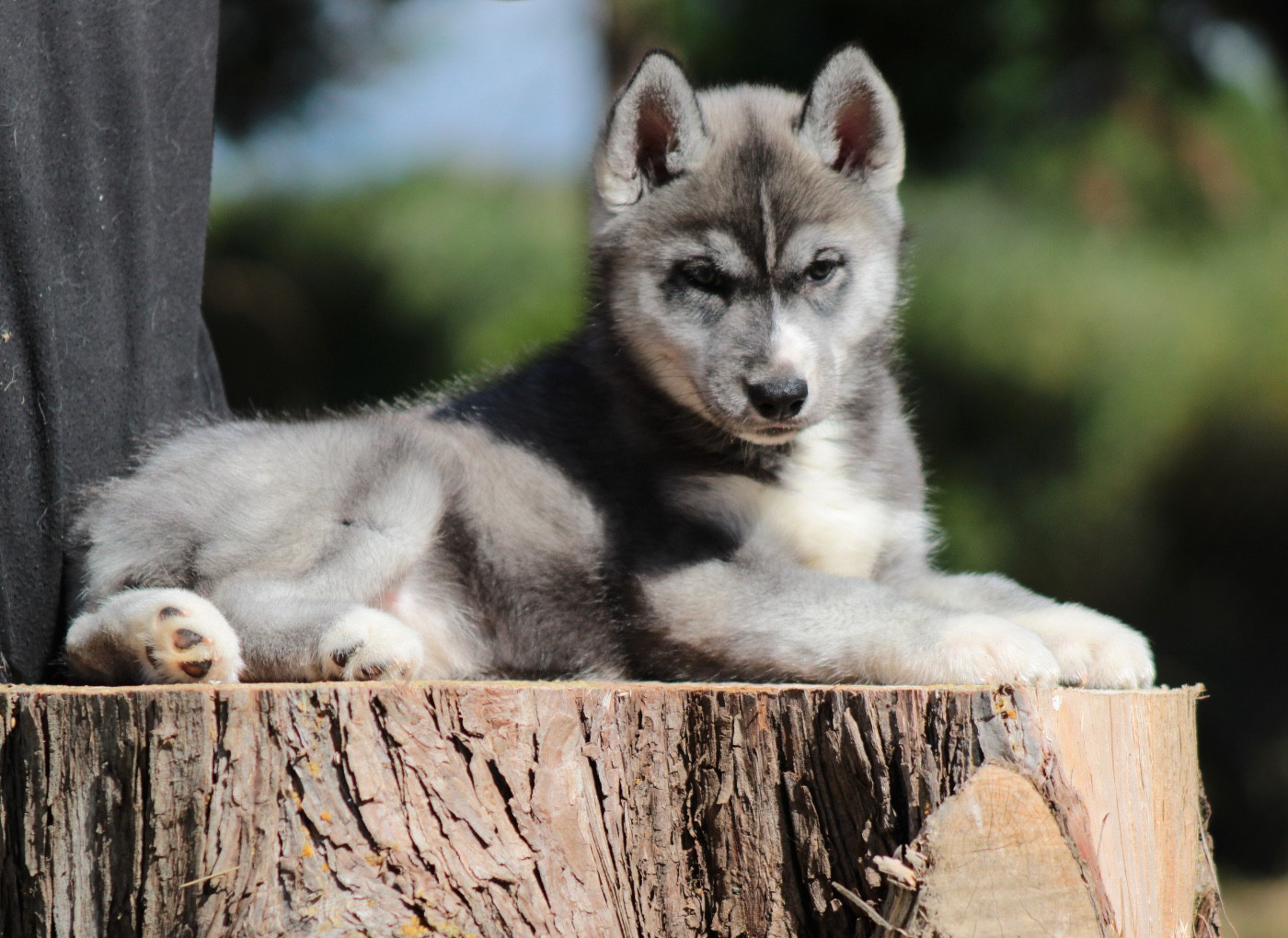 Of Masadora - Chiots disponibles - Siberian Husky