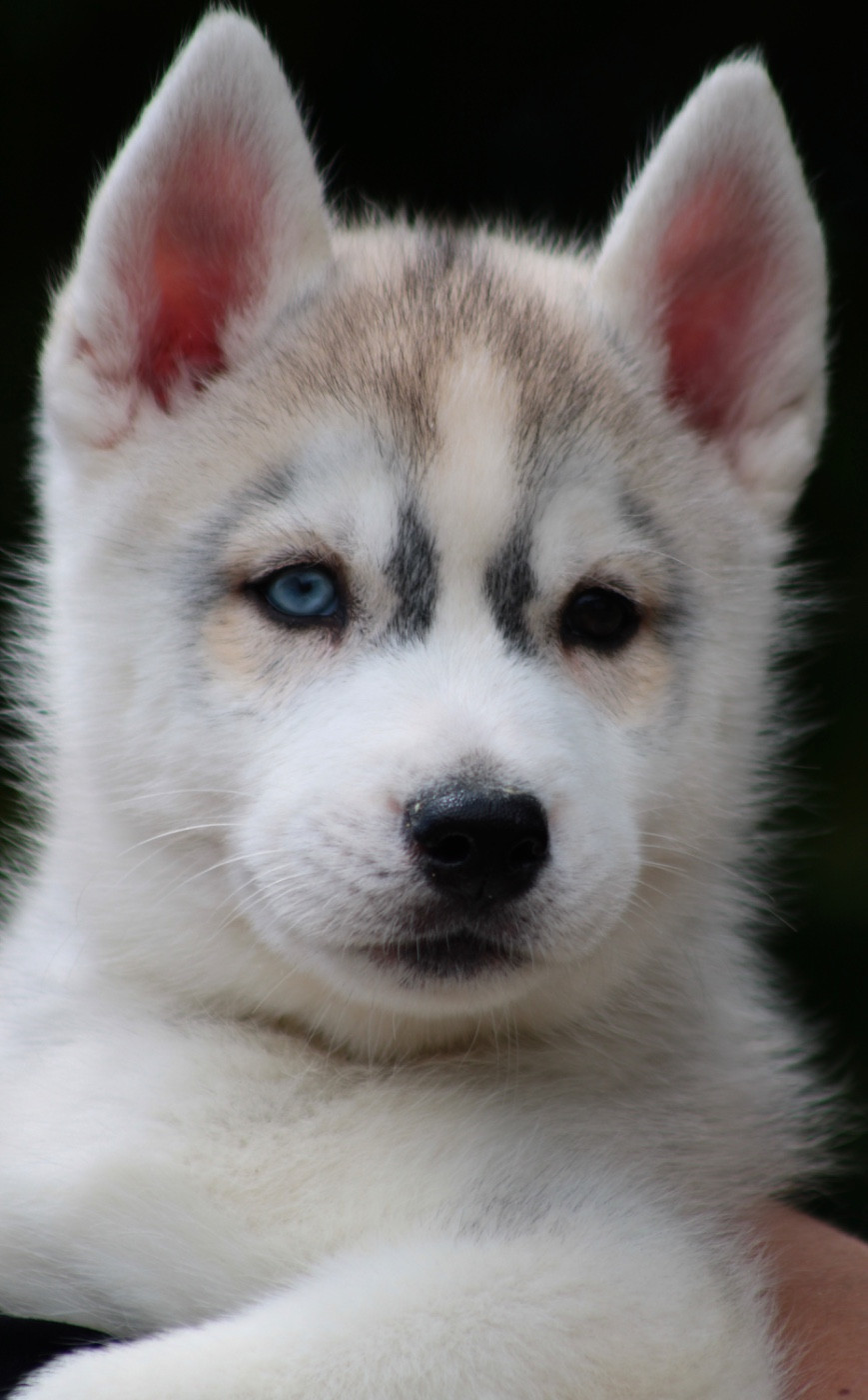 Of Masadora - Chiots disponibles - Siberian Husky