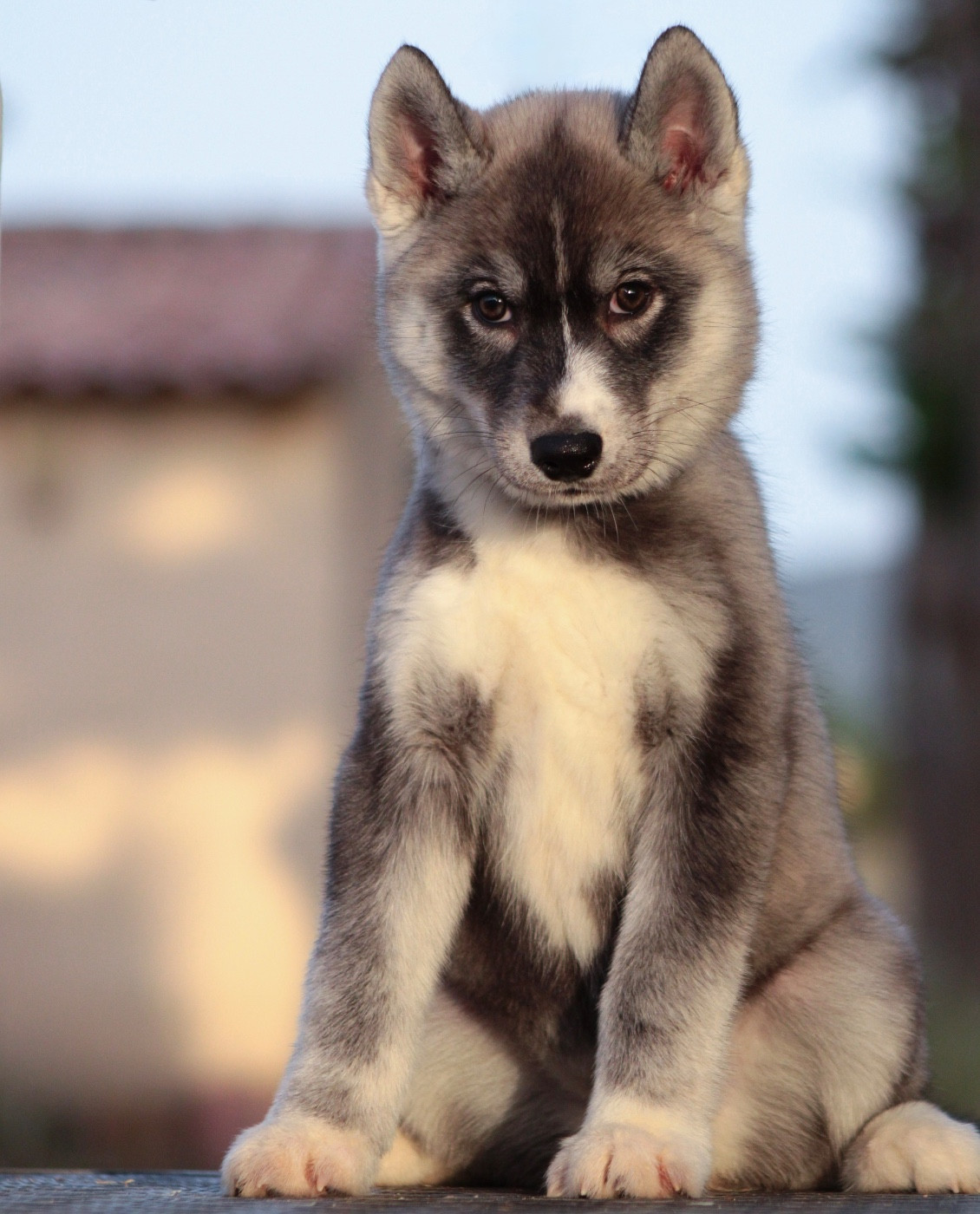 Of Masadora - Chiots disponibles - Siberian Husky