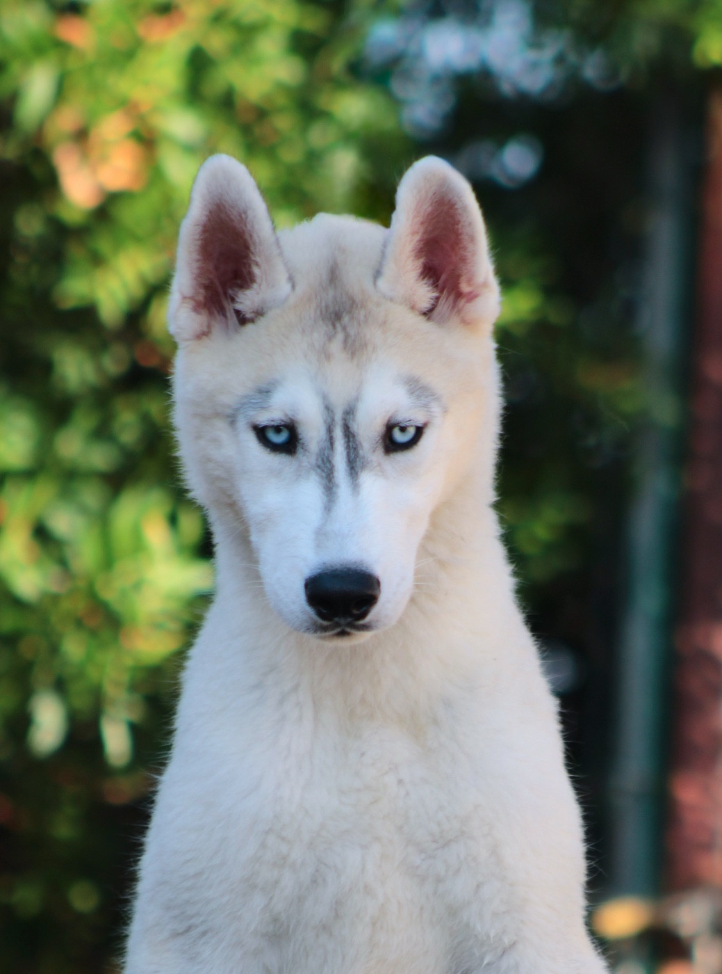 Of Masadora - Chiots disponibles - Siberian Husky