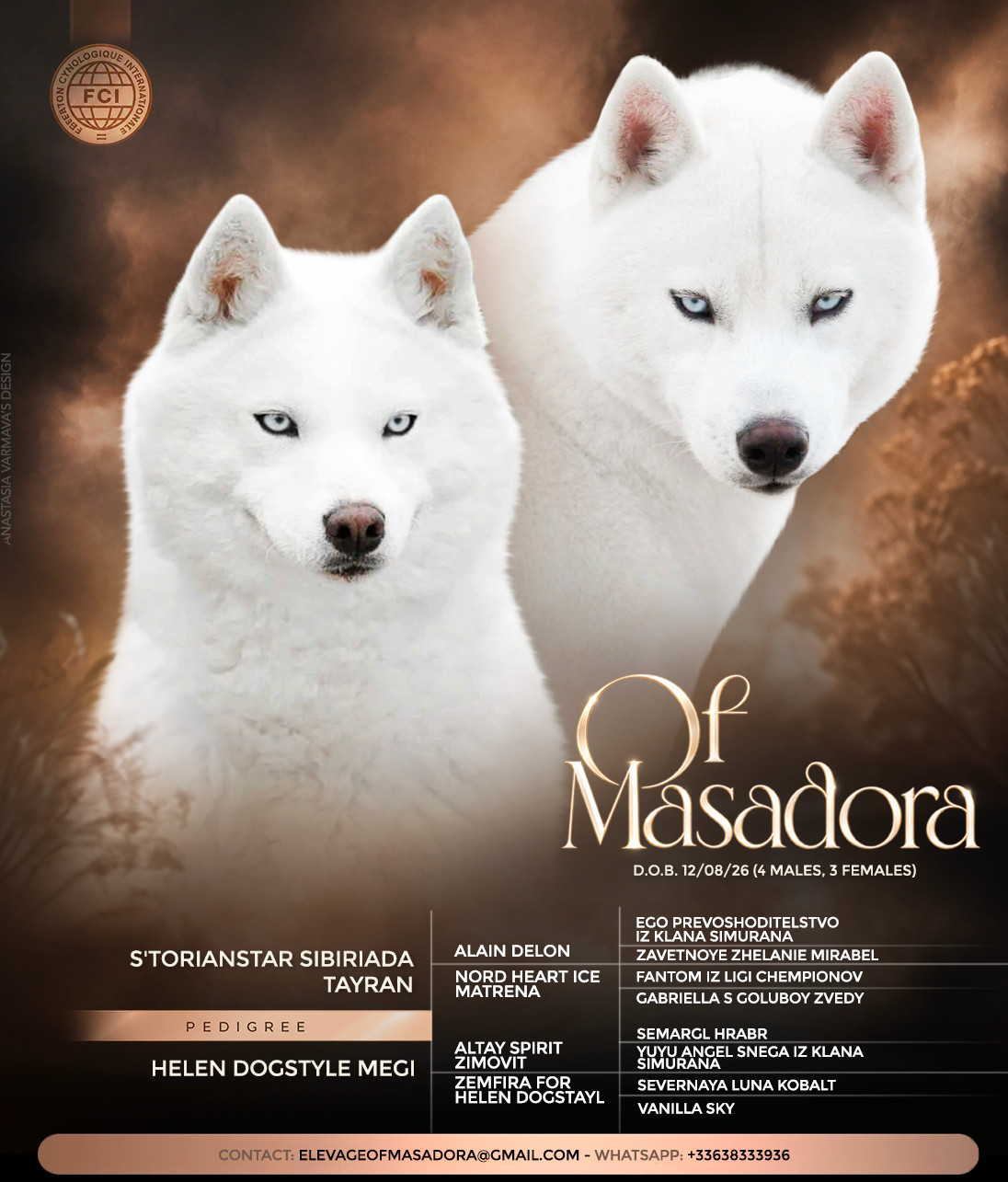 Of Masadora - Siberian Husky - Portée née le 12/08/2026