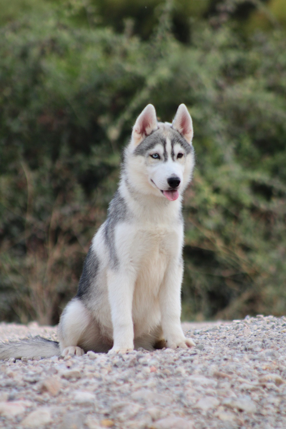 Of Masadora - Chiots disponibles - Siberian Husky