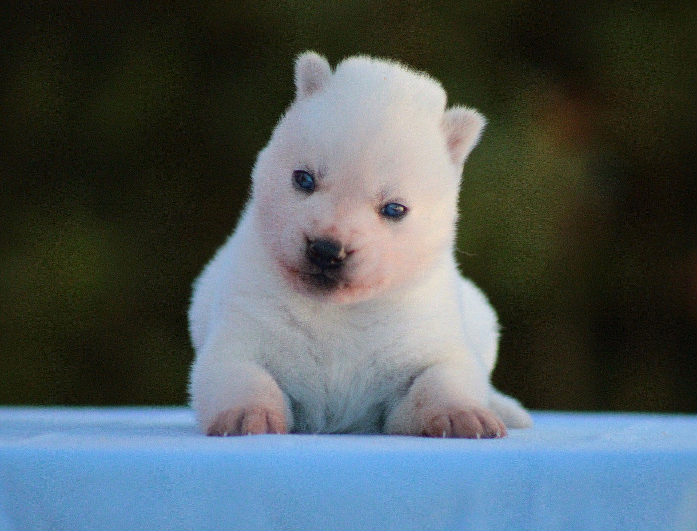 Of Masadora - Chiots disponibles - Siberian Husky