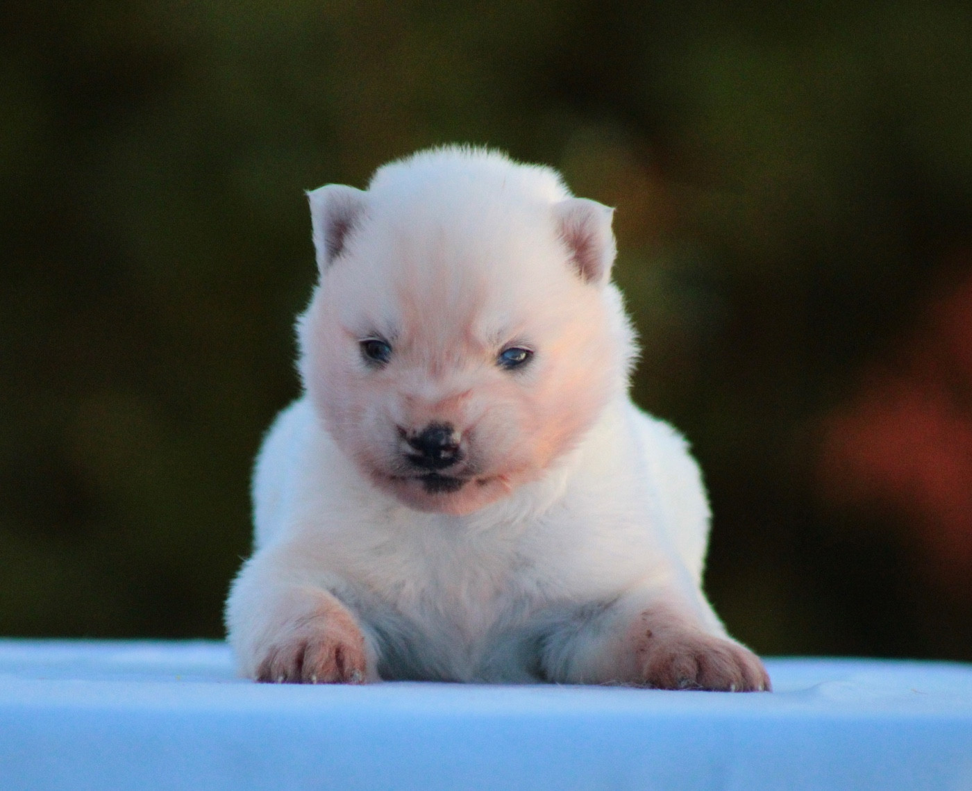 Of Masadora - Chiots disponibles - Siberian Husky