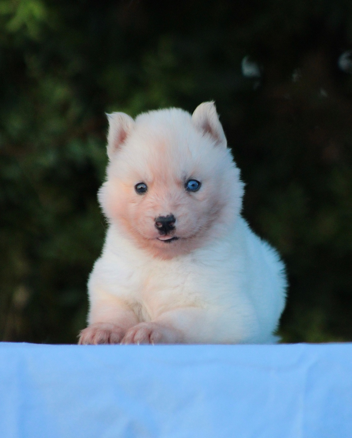 Of Masadora - Chiots disponibles - Siberian Husky