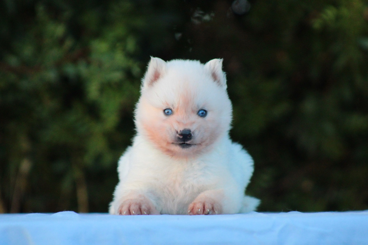 Of Masadora - Chiots disponibles - Siberian Husky