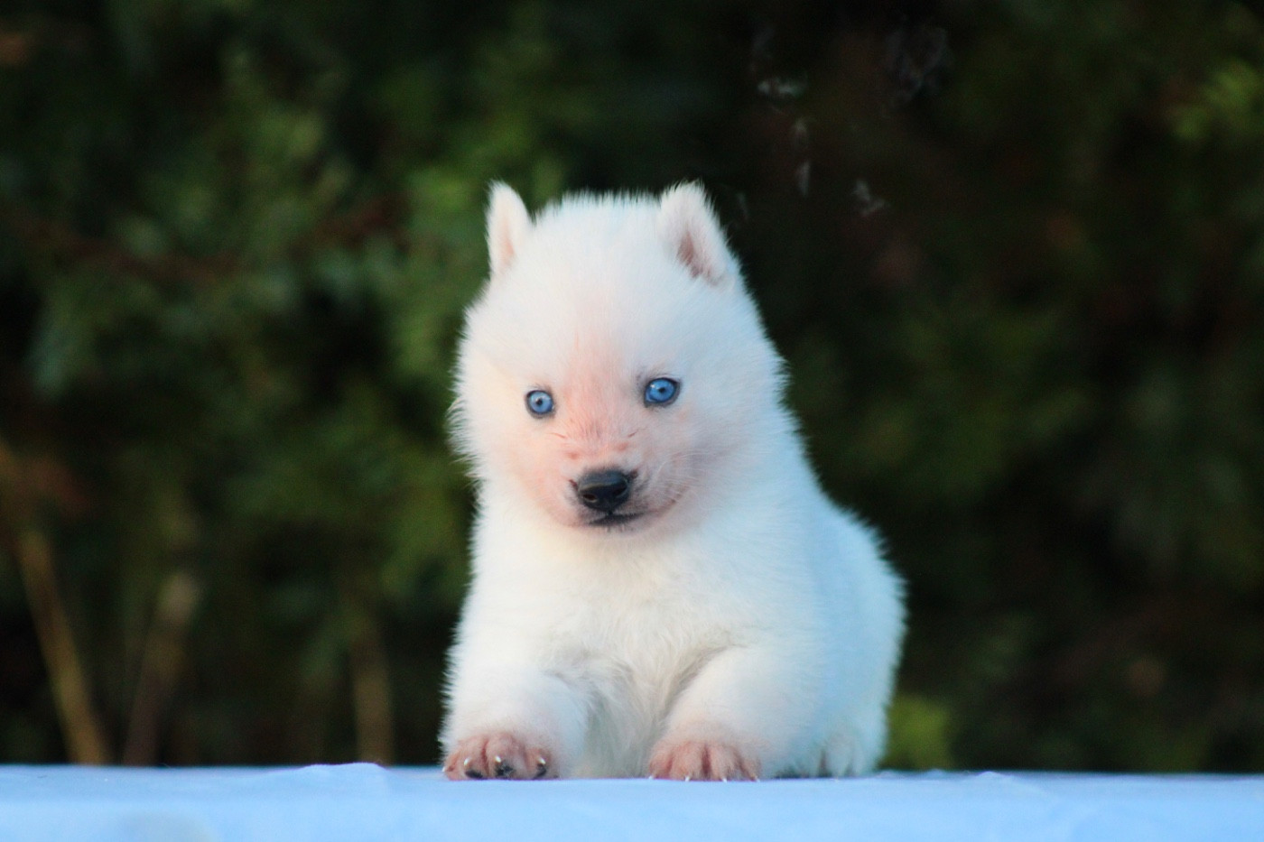 Of Masadora - Chiots disponibles - Siberian Husky
