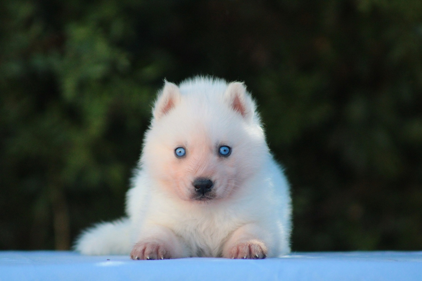 Of Masadora - Chiots disponibles - Siberian Husky