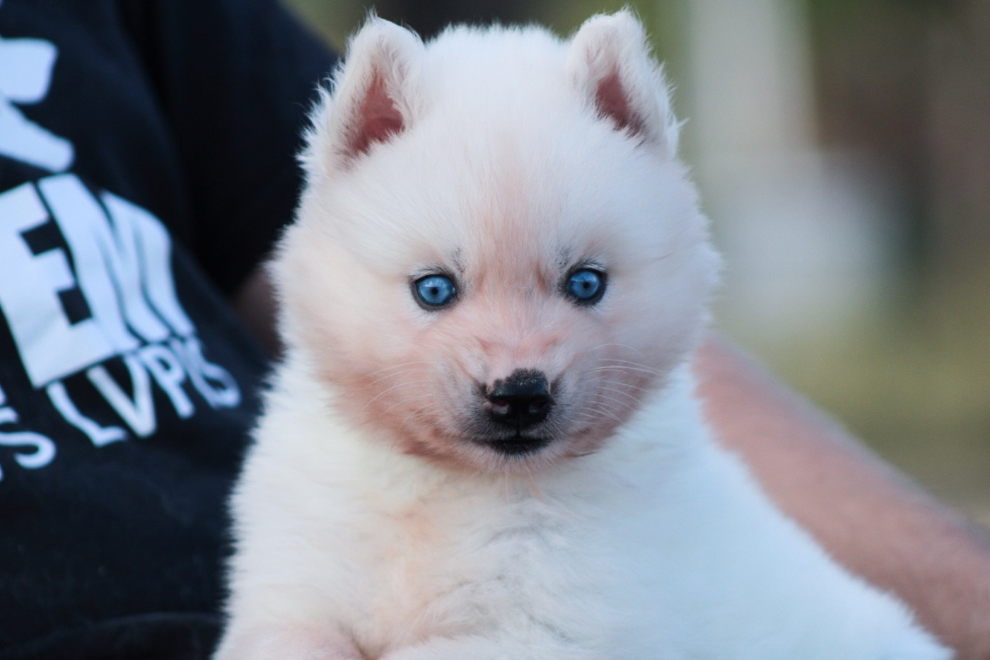 Of Masadora - Chiots disponibles - Siberian Husky