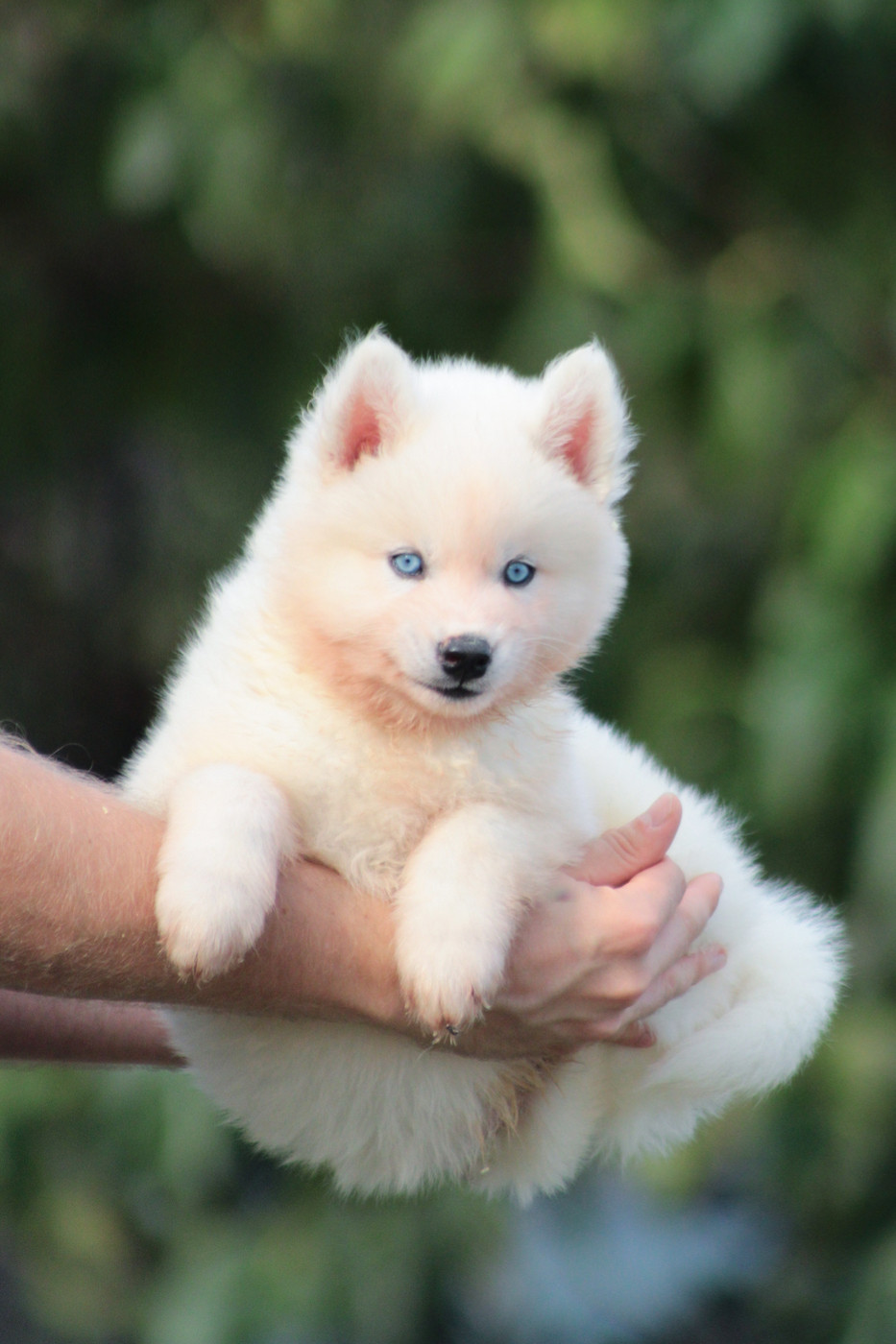 Of Masadora - Chiots disponibles - Siberian Husky