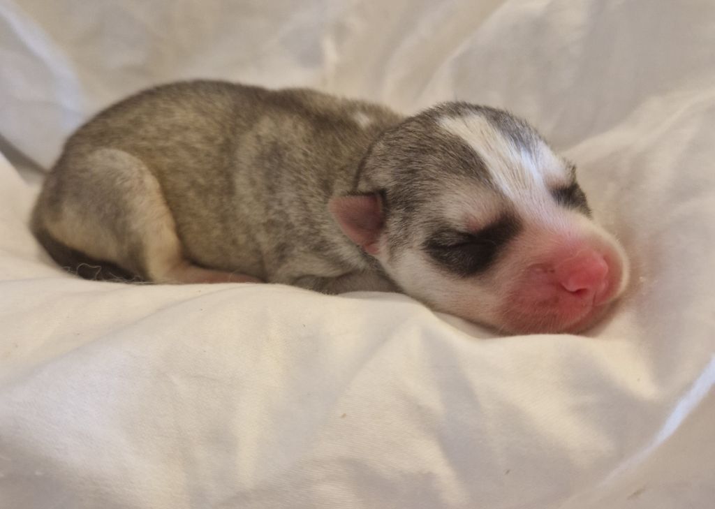 Of Masadora - Chiots disponibles - Siberian Husky