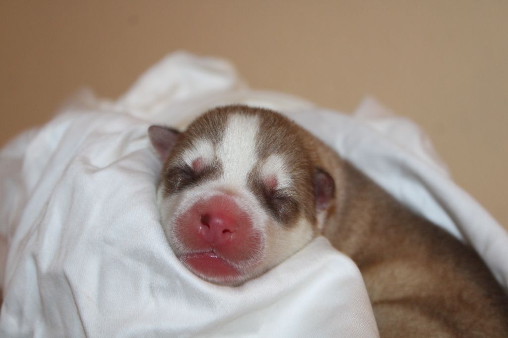 Of Masadora - Chiots disponibles - Siberian Husky