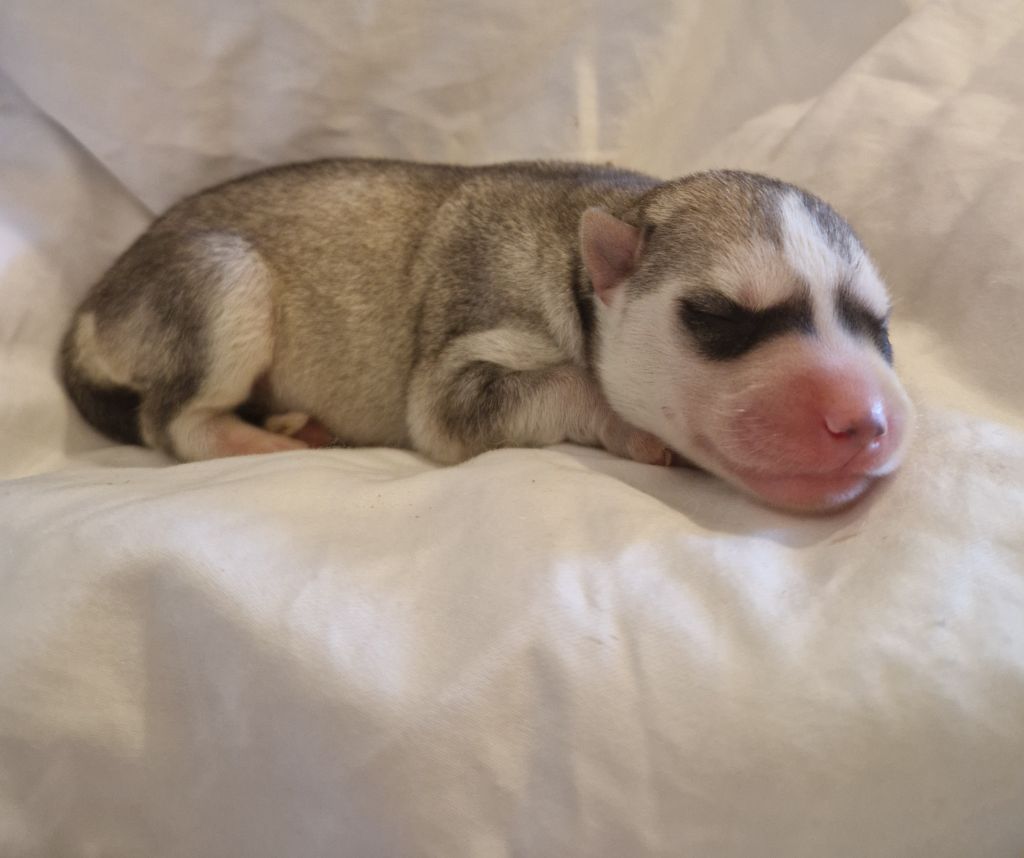 Of Masadora - Chiots disponibles - Siberian Husky
