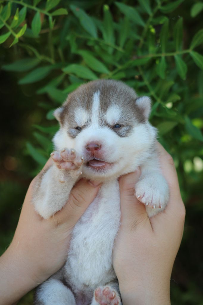 Of Masadora - Chiots disponibles - Siberian Husky