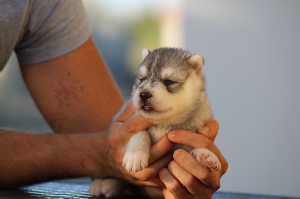 Of Masadora - Chiots disponibles - Siberian Husky