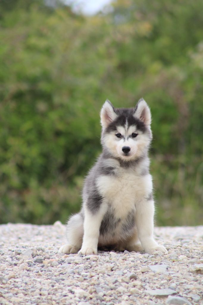 Of Masadora - Chiots disponibles - Siberian Husky