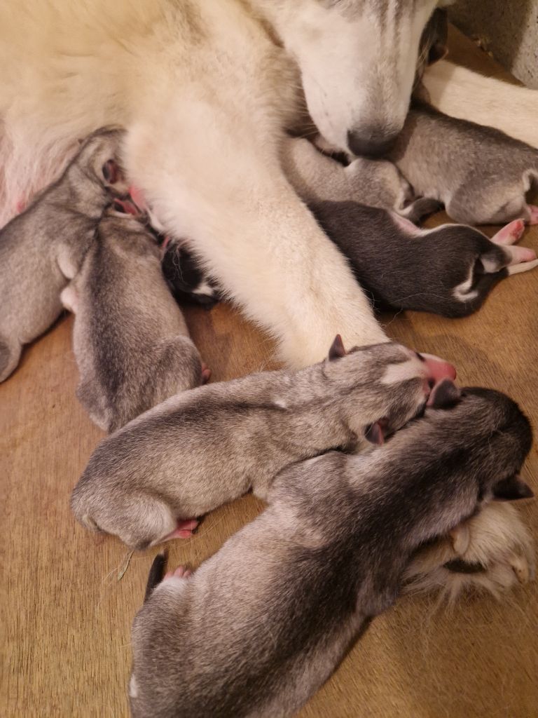 Of Masadora - Siberian Husky - Portée née le 17/07/2025