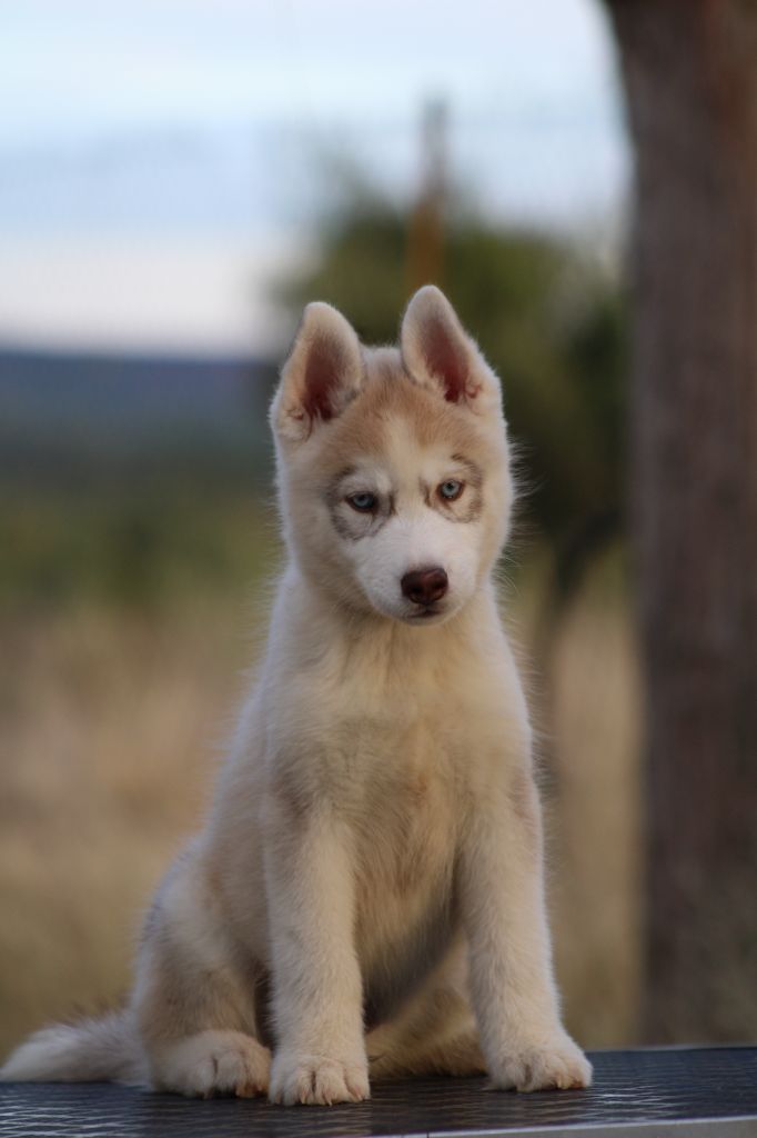 Of Masadora - Chiots disponibles - Siberian Husky