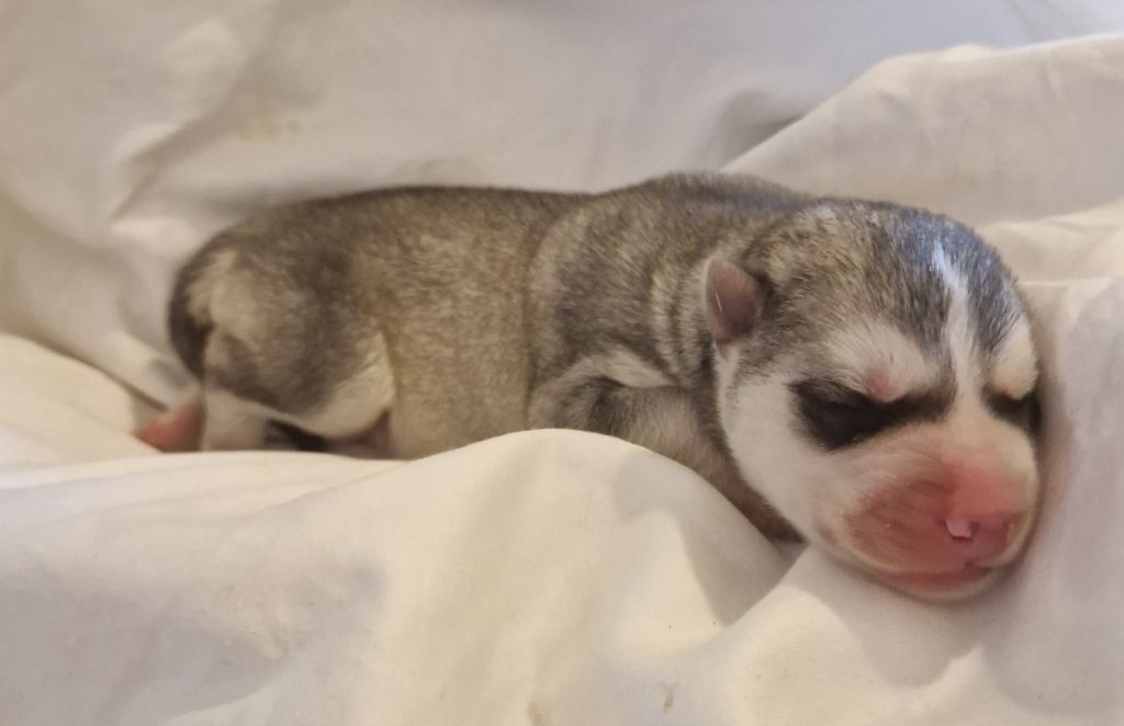 Of Masadora - Chiots disponibles - Siberian Husky