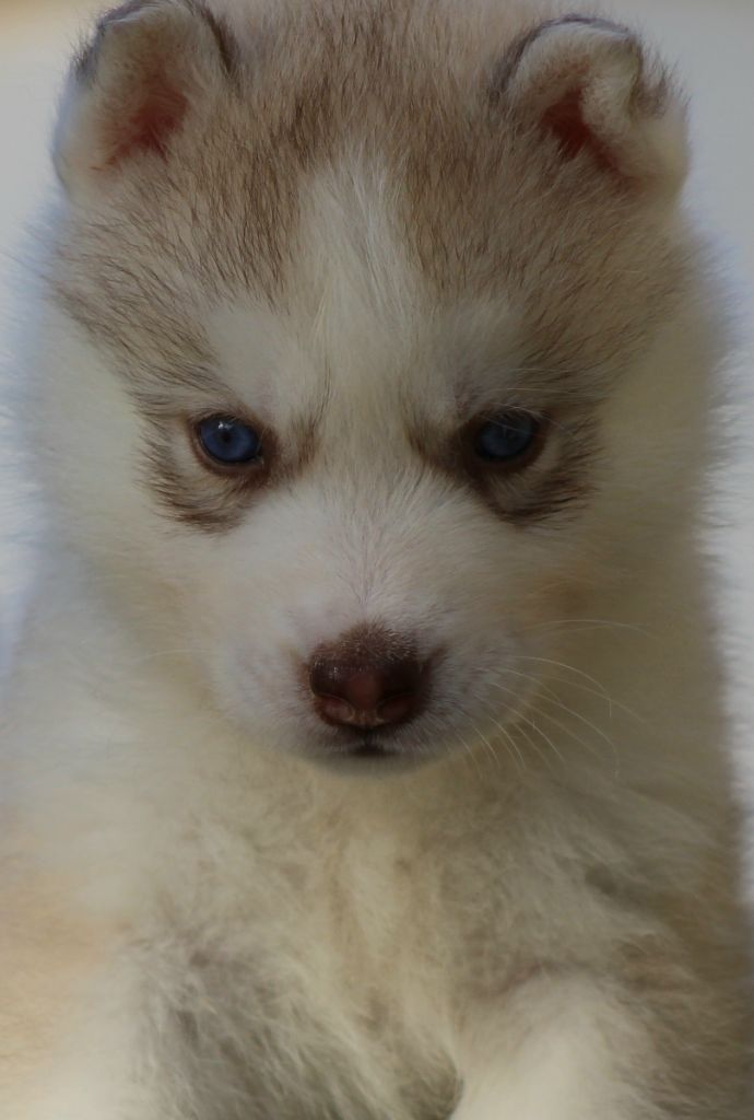 Of Masadora - Chiots disponibles - Siberian Husky