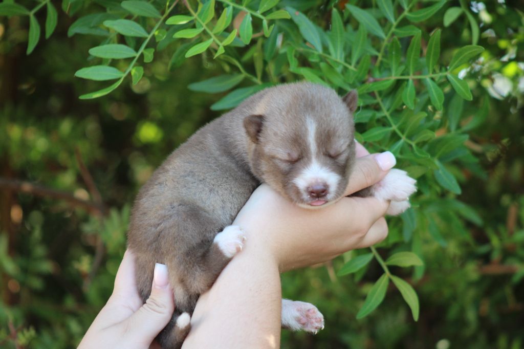 Of Masadora - Chiots disponibles - Siberian Husky