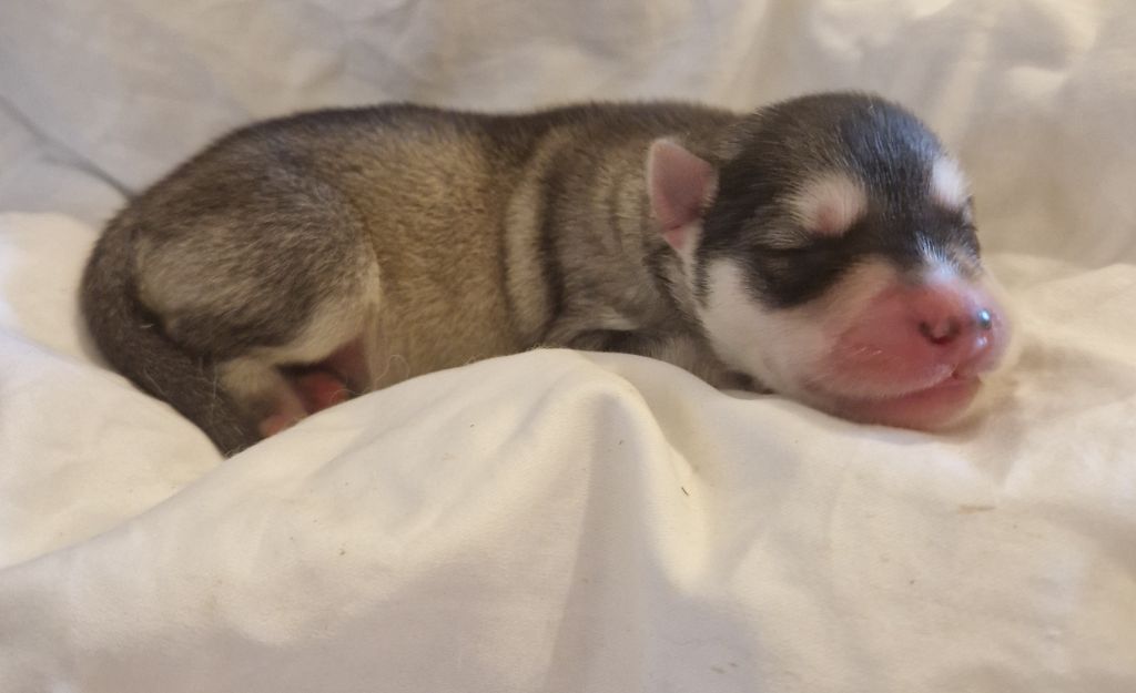 Of Masadora - Chiots disponibles - Siberian Husky