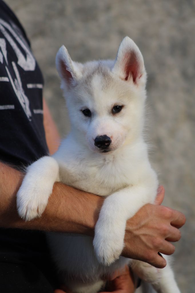 Of Masadora - Chiots disponibles - Siberian Husky