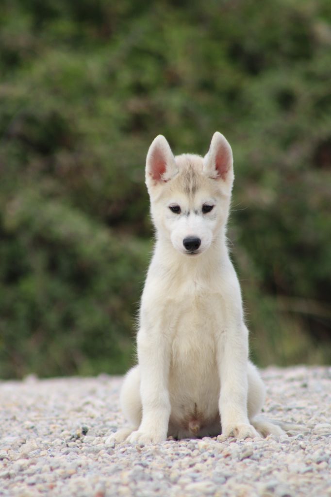 Of Masadora - Chiots disponibles - Siberian Husky