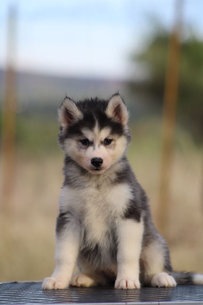 Of Masadora - Chiots disponibles - Siberian Husky