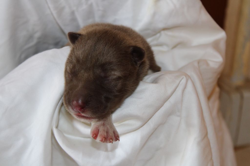 Of Masadora - Chiots disponibles - Siberian Husky