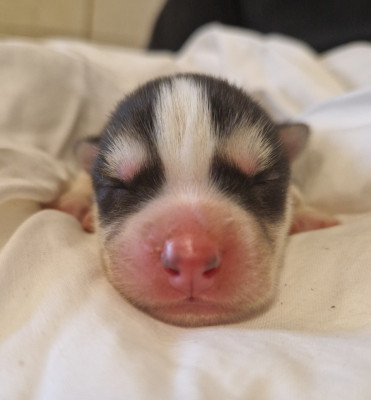CHIOT 6